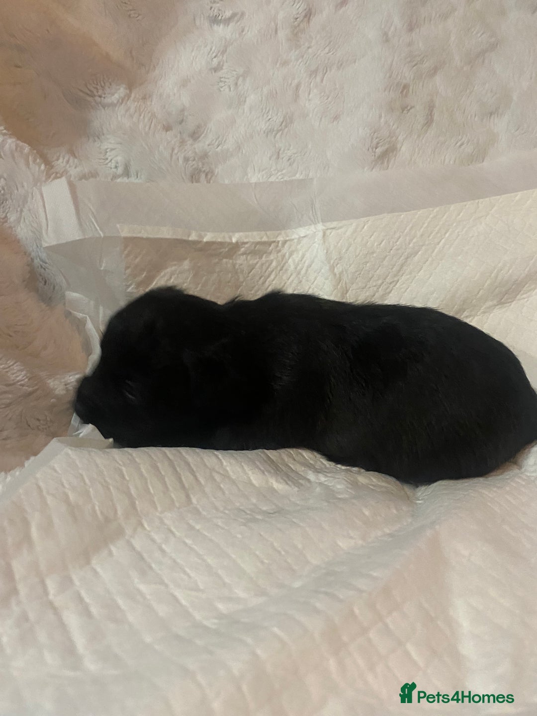 Jackapoo dogs for sale: Jackapoo puppies - Advert 12