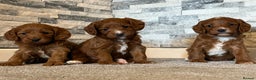 Cavapoo dogs for sale: Rich dark fox red cavapoos  - Advert 1