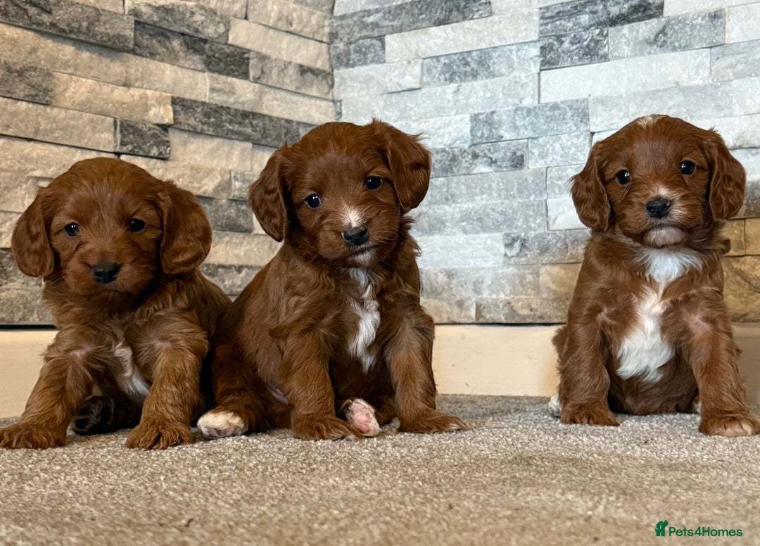 Cavapoo dogs for sale: Rich dark fox red cavapoos  - Advert 1