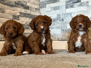 Cavapoo dogs Rich dark fox red cavapoos - Advert 1