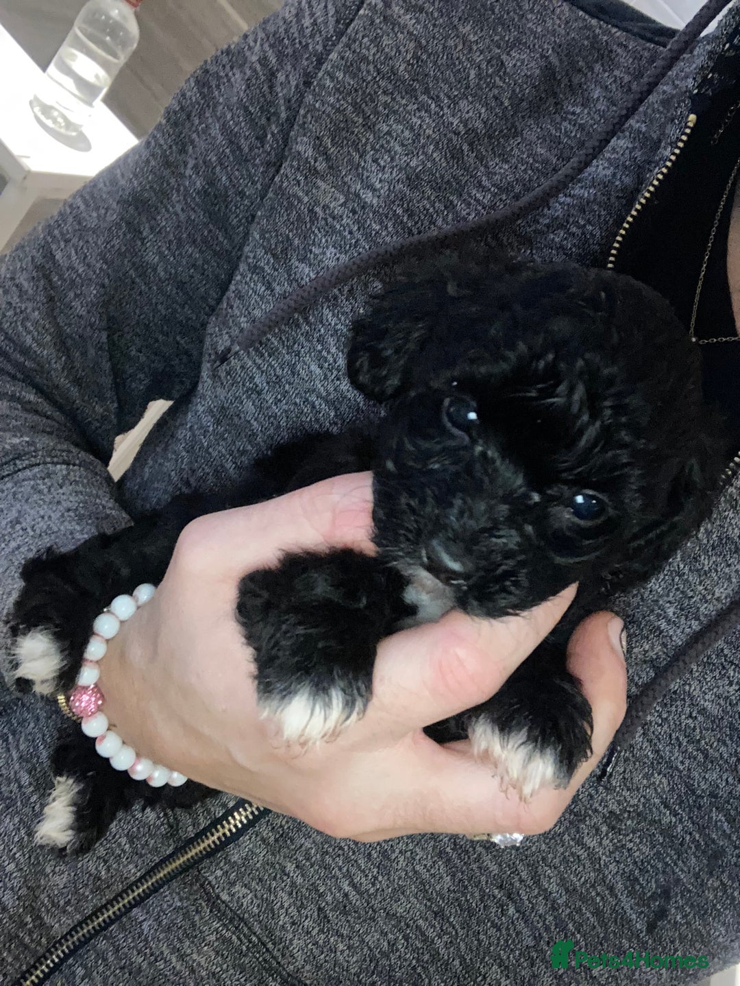 Shihpoo dogs for sale: Payment plans available Toy shihpoo puppies  - Image 3