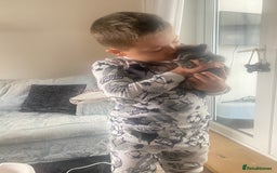 Russian Blue cats for sale: 5 Pure Pedigree Russian Blue Kittens *LAST MALE* - Image 15