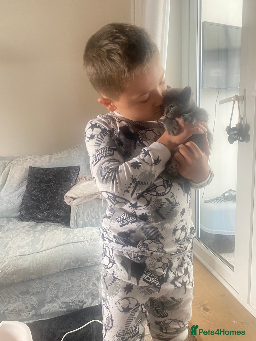 Russian Blue cats for sale: 5 Pure Pedigree Russian Blue Kittens *LAST MALE* - Image 15