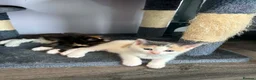 Ragcoon cats for sale: Ragcoon  in Middlewich - Advert 11
