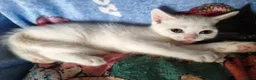Mixed Breed cats for sale: Beautiful White mixed breed kitten - Advert 2