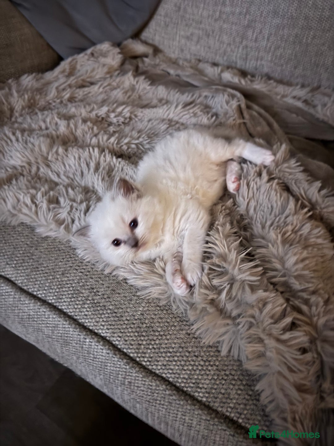 Ragdoll cats for sale: Absolutely Stunning litter of pure Ragdoll kittens - Advert 2