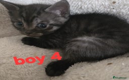 Mixed Breed cats for sale: Sweet Scottish mix kittens in Sutton - Image 4
