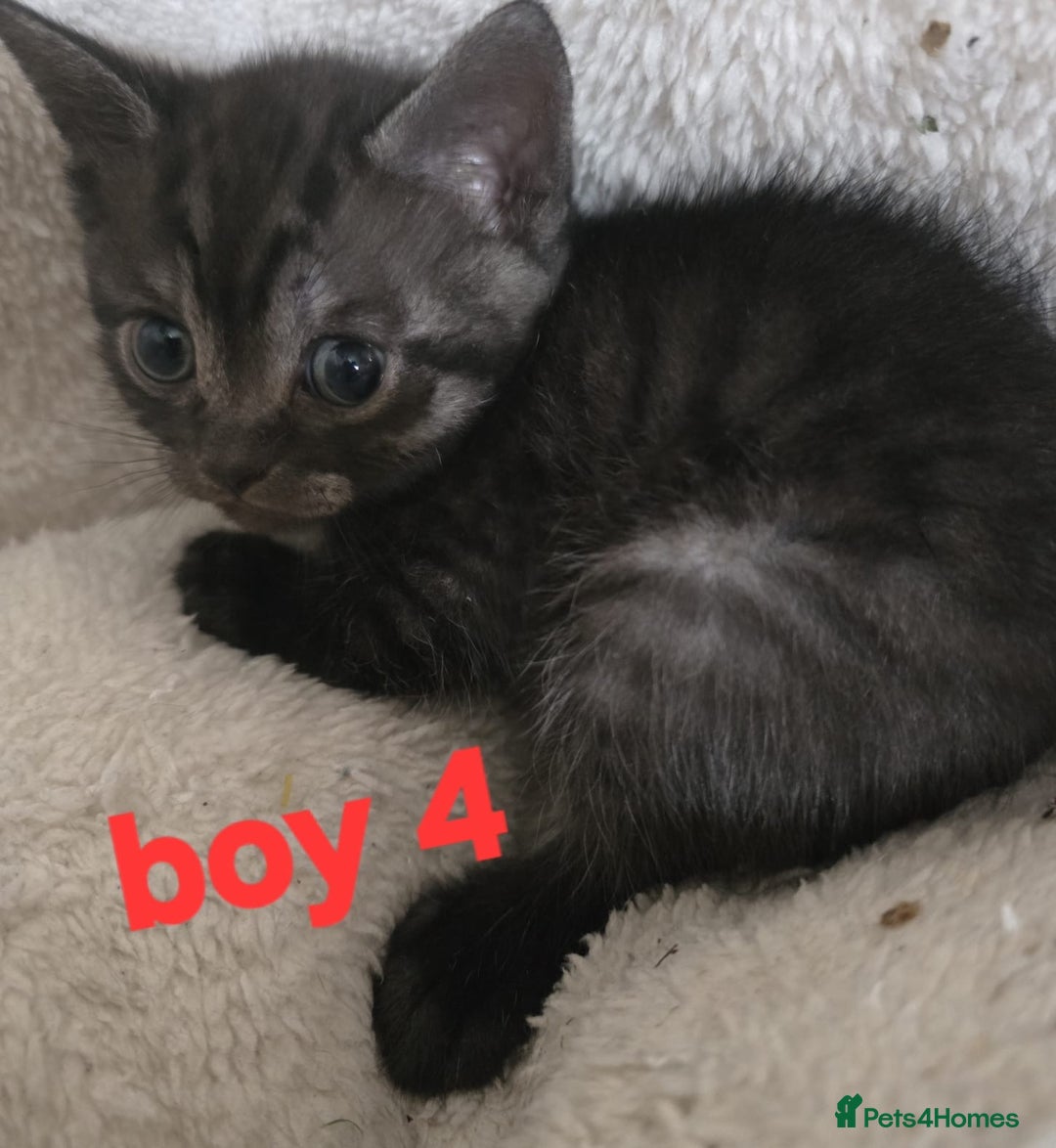Mixed Breed cats for sale: Sweet Scottish mix kittens in Sutton - Image 4