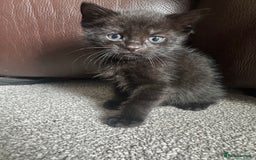 Mixed Breed cats for sale: Beautiful kittens looking for their forever home  - Image 3