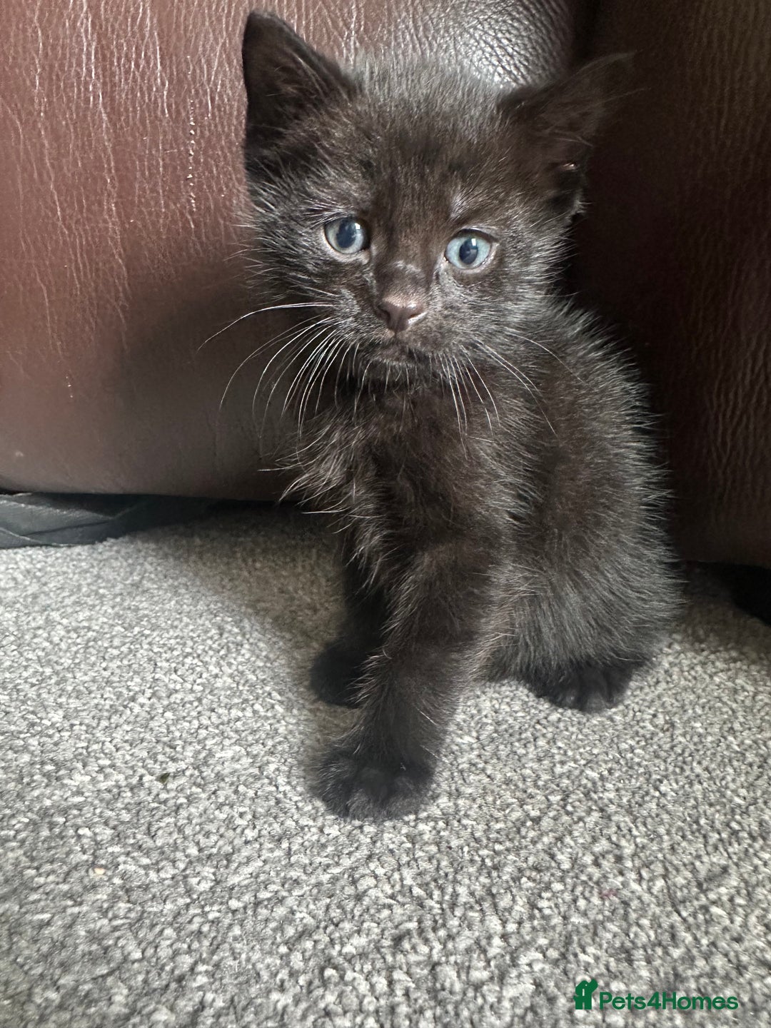 Mixed Breed cats for sale: Beautiful kittens looking for their forever home  - Image 3