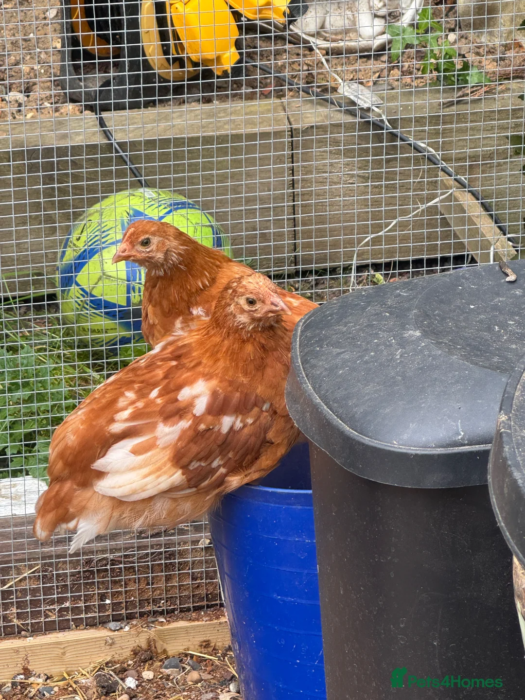 Chickens poultry for sale: 2 female chickens  - Advert 2