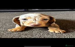 Miniature Dachshund dogs for sale: ❤️❤️Miniature dachshund ❤️❤️ - Image 8