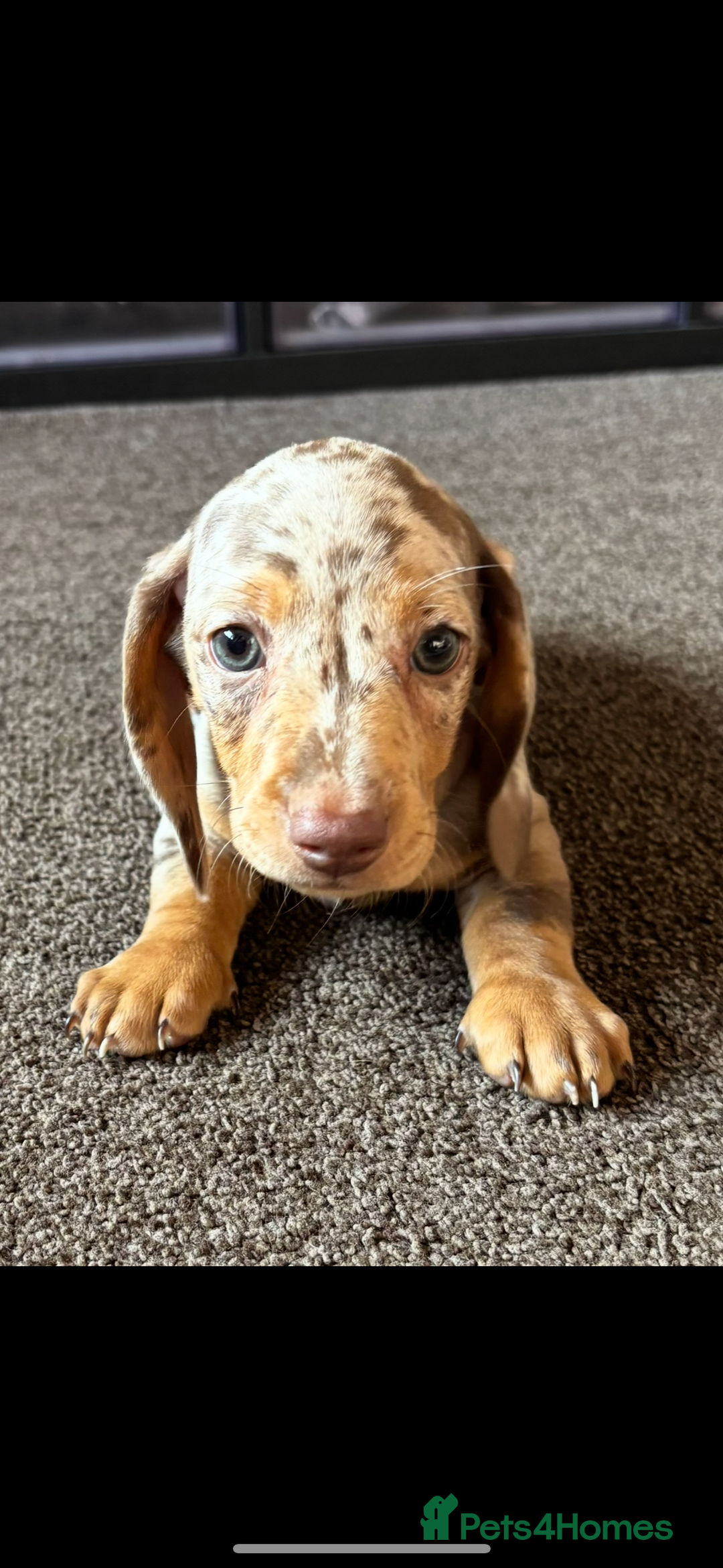 Miniature Dachshund dogs for sale: ❤️❤️Miniature dachshund ❤️❤️ - Image 8