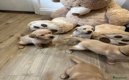 Labrador Retriever dogs for sale: My lovely Labrador puppies - Image 28