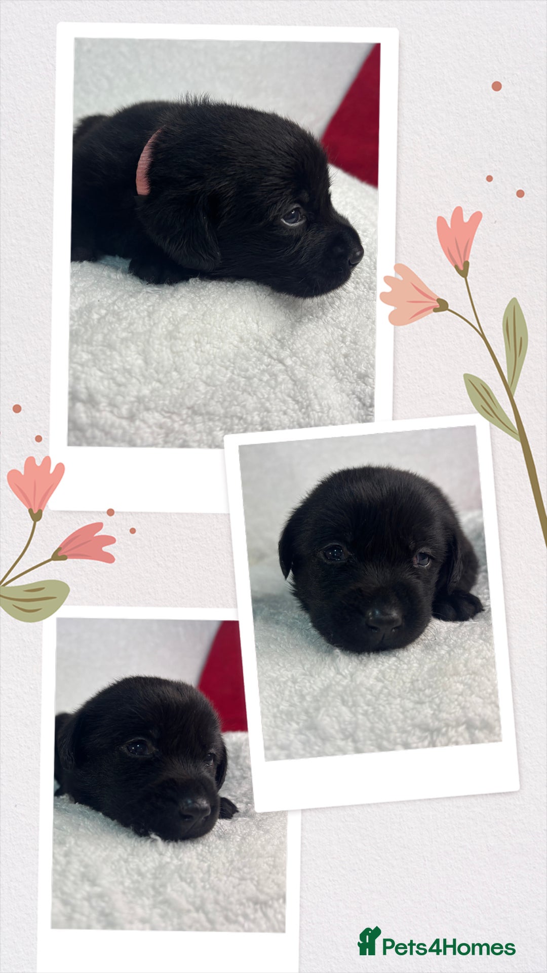 Labrador Retriever dogs for sale: READY NOW. LABRADOR PUPPIES. HEALTH CHECKS DONE  - Image 19