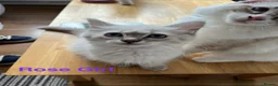 Siberian cats for sale: Amazing Siberian Neva Masquerade/Ragdoll kittens  - Advert 25