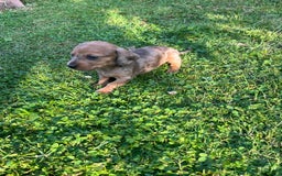 Dachshund dogs for sale: Gorgeous dachshund puppies - Image 12