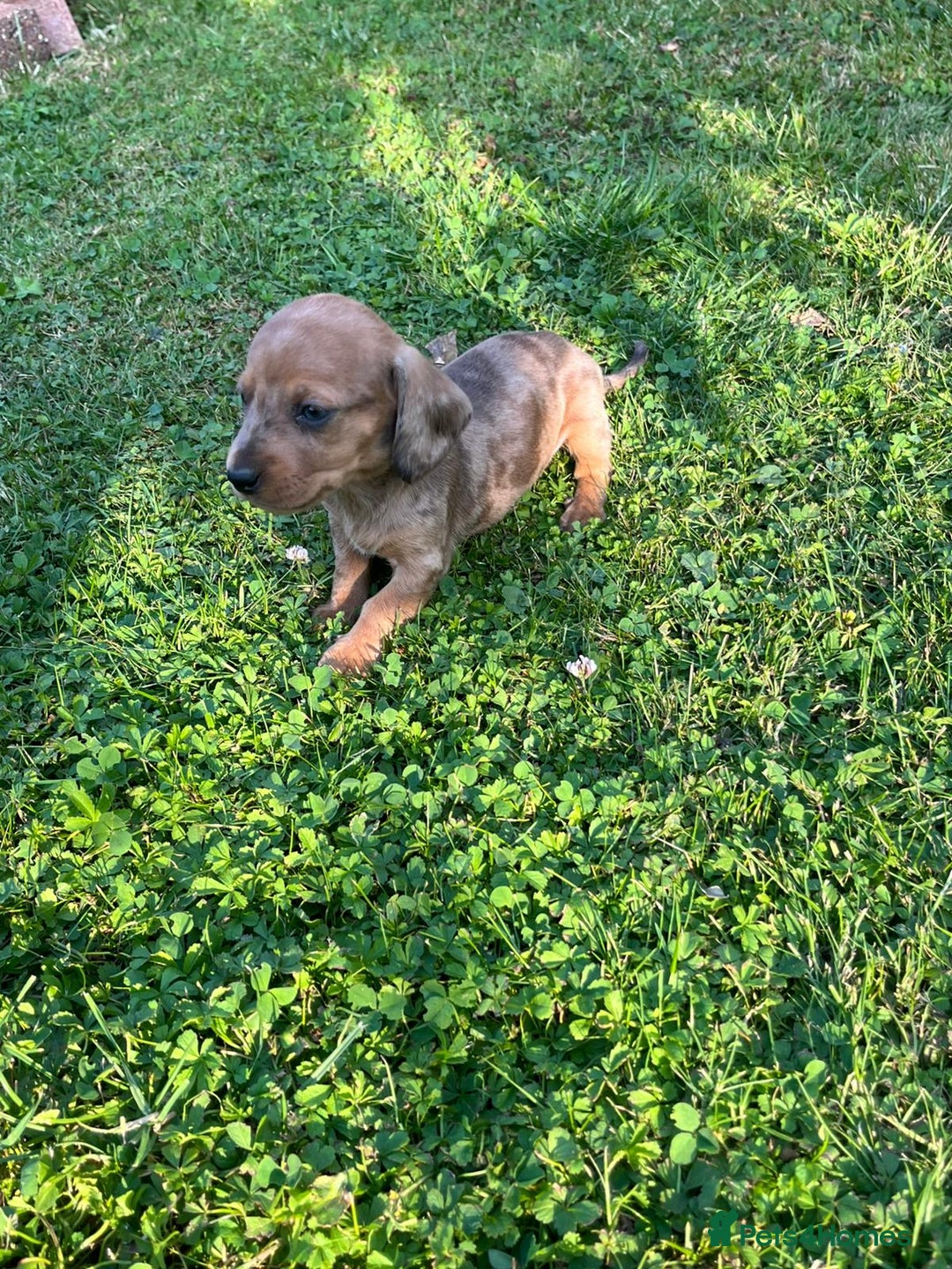 Dachshund dogs for sale: Gorgeous dachshund puppies - Image 12
