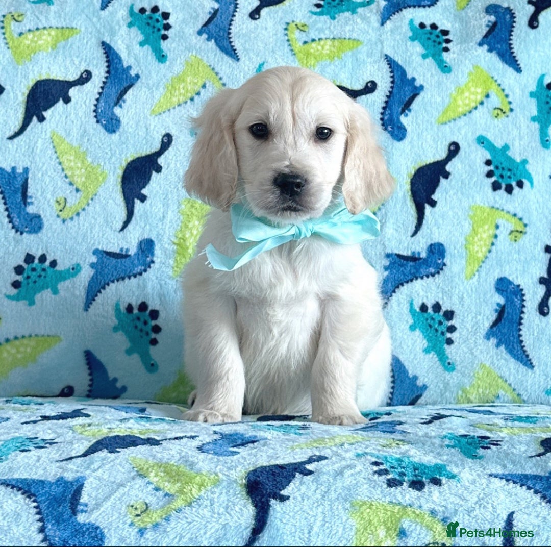 Golden Retriever dogs for sale: Stunning golden retriever puppies for sale  - Advert 24