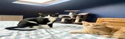 Mixed Breed cats for adoption: Two Cats for Indoor Adoption Together in Bridgend - Advert 2