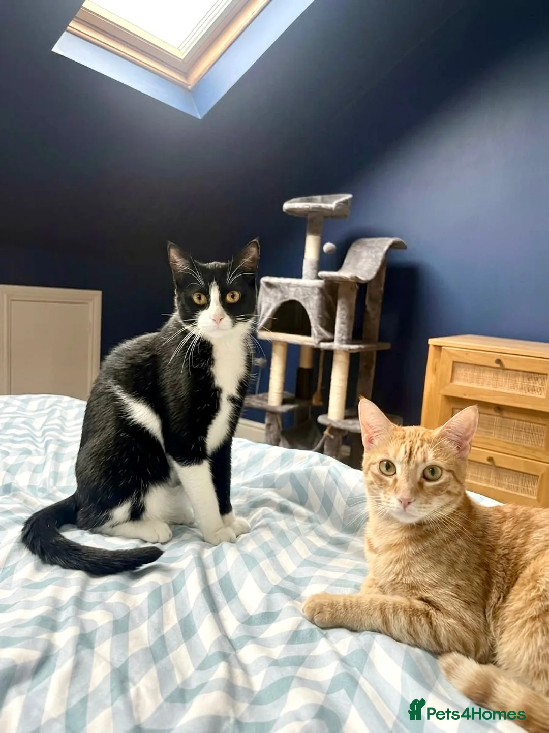 Mixed Breed cats for adoption: Two Cats for Indoor Adoption Together in Bridgend - Advert 2