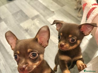 Chihuahua dogs Chihuahua Puppies - Advert 3