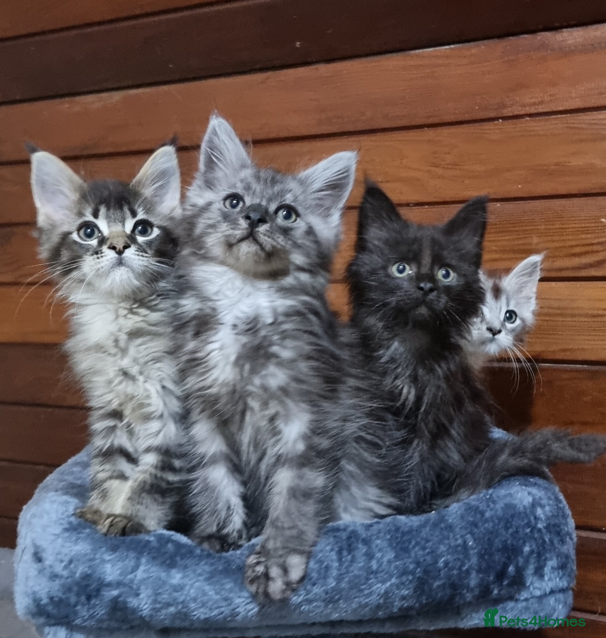 Maine Coon cats GCCF Pedigree Maine Coon Kittens  - Advert 1