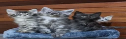 Maine Coon cats for sale: GCCF Pedigree Maine Coon Kittens  - Advert 1