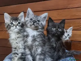Maine Coon cats for sale: GCCF Pedigree Maine Coon Kittens - Advert 3