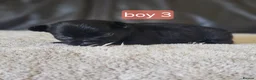Chihuahua dogs for sale: 5 chiuaua baby boys - Advert 23
