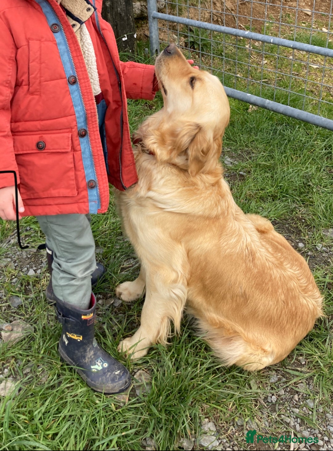 Golden Retriever dogs for sale: ⭐️ Beautiful Golden Retriver Puppies ⭐️ - Image 9