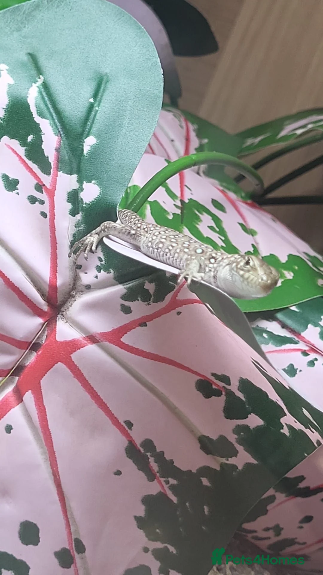 Lizard reptiles for sale:  Captive Bred Baby Jewelled Lacertas Available - Advert 5
