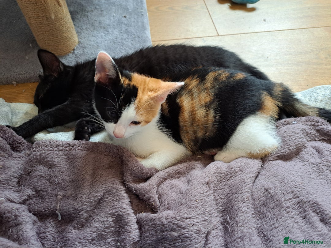 Domestic Shorthair cats for sale: 2 Gorgeous Pairs Of Kittens - Image 14