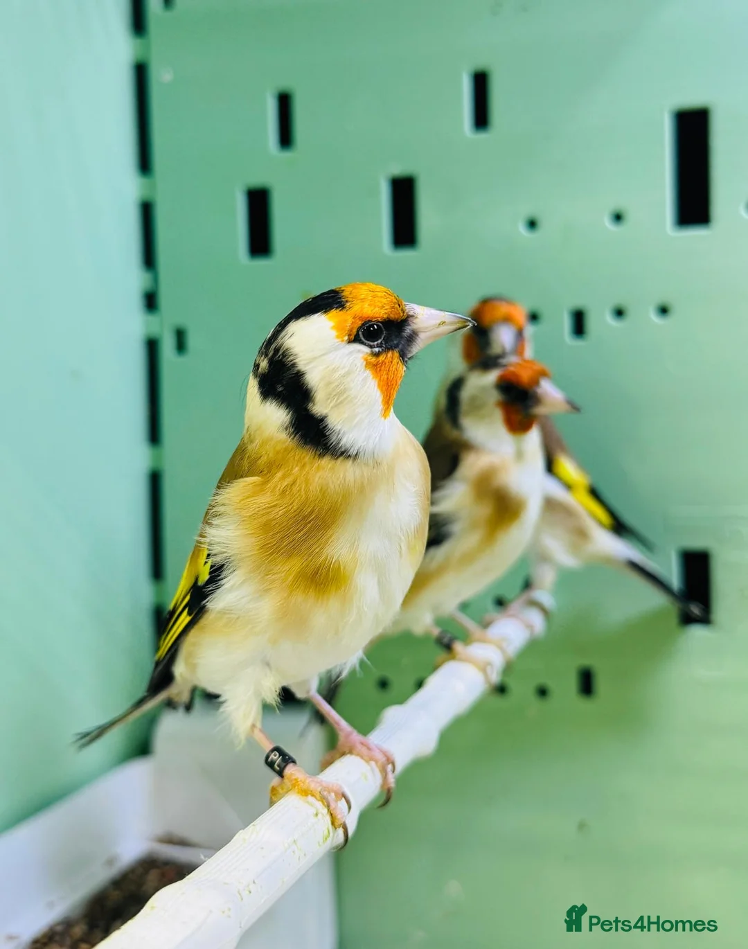 Finches birds for sale: Siberian goldfinches  - Advert 5