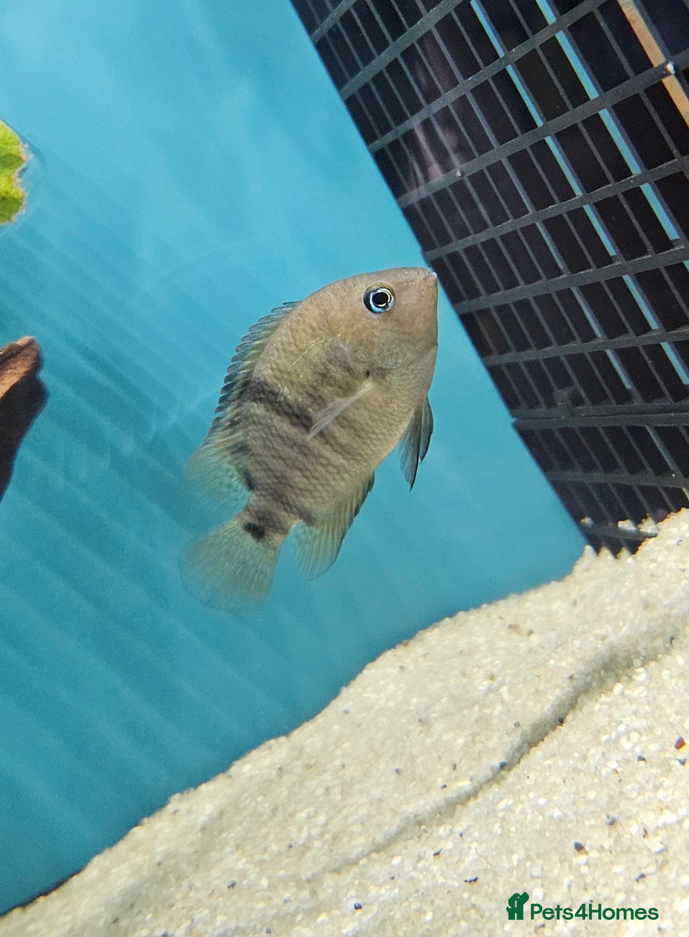 Cichlids fish for sale: electric blue acara and t bar cichlid in Farnham  in Farnham - Advert 2