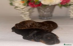 Cocker Spaniel dogs for sale: 🐶🐾beautiful show cocker spaniel puppy’s 🐶🐾 - Image 24