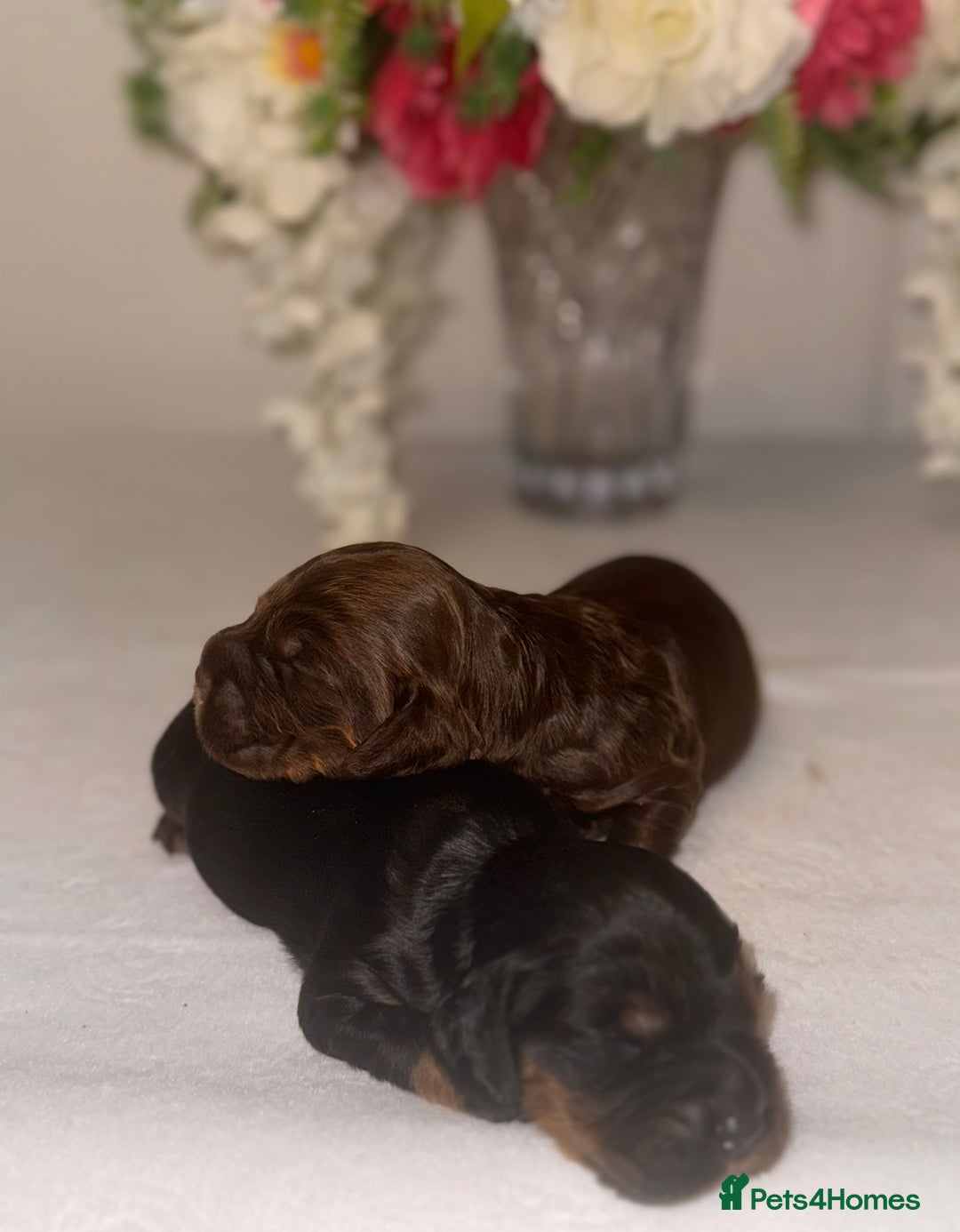 Cocker Spaniel dogs for sale: 🐶🐾beautiful show cocker spaniel puppy’s 🐶🐾 - Image 24