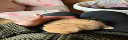 Domestic Shorthair cats for sale: Beautiful kittens looking for 5 star forever homes - Advert 14