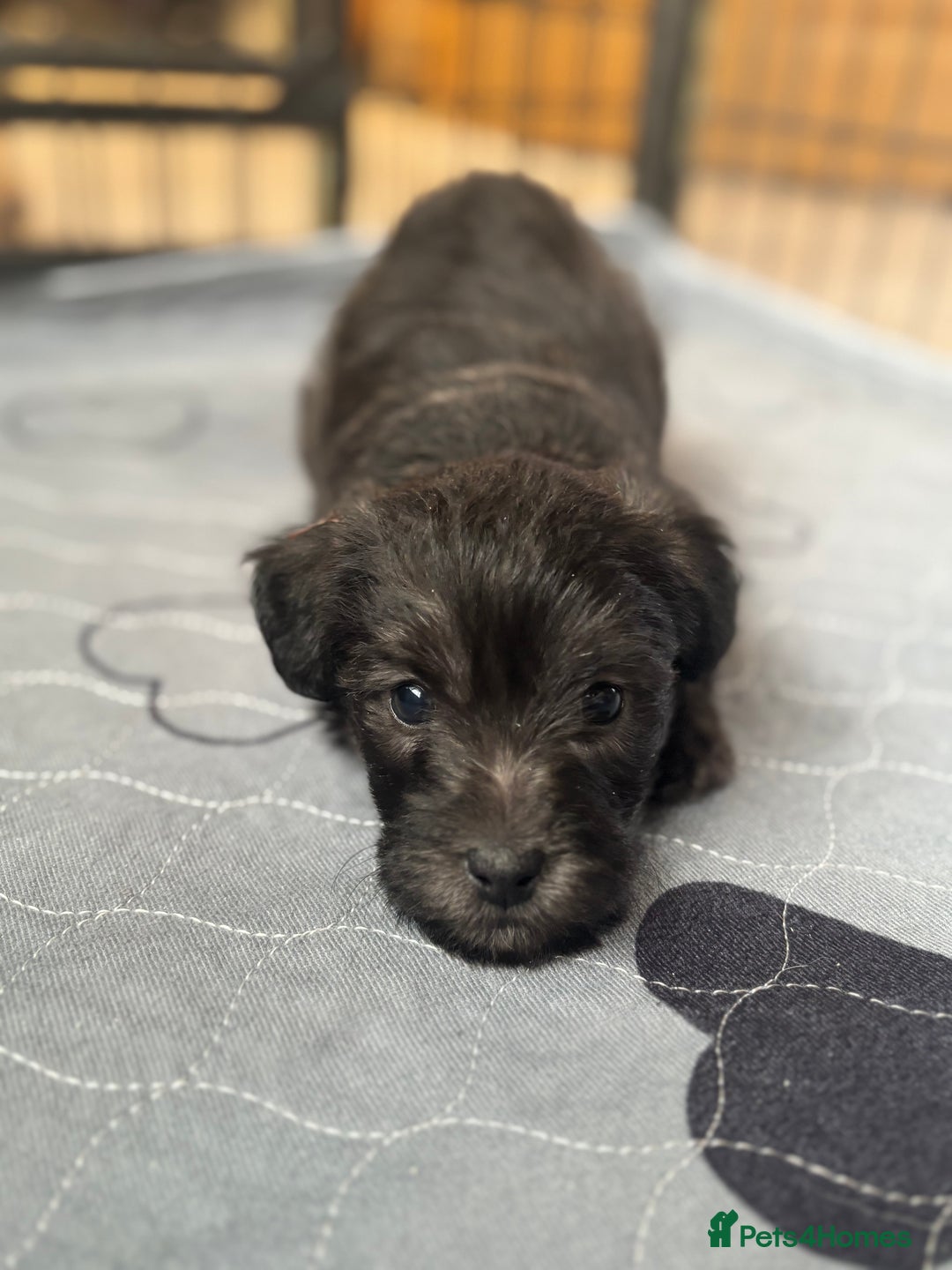 Mixed Breed dogs for sale: Westiepoo puppies - Advert 12