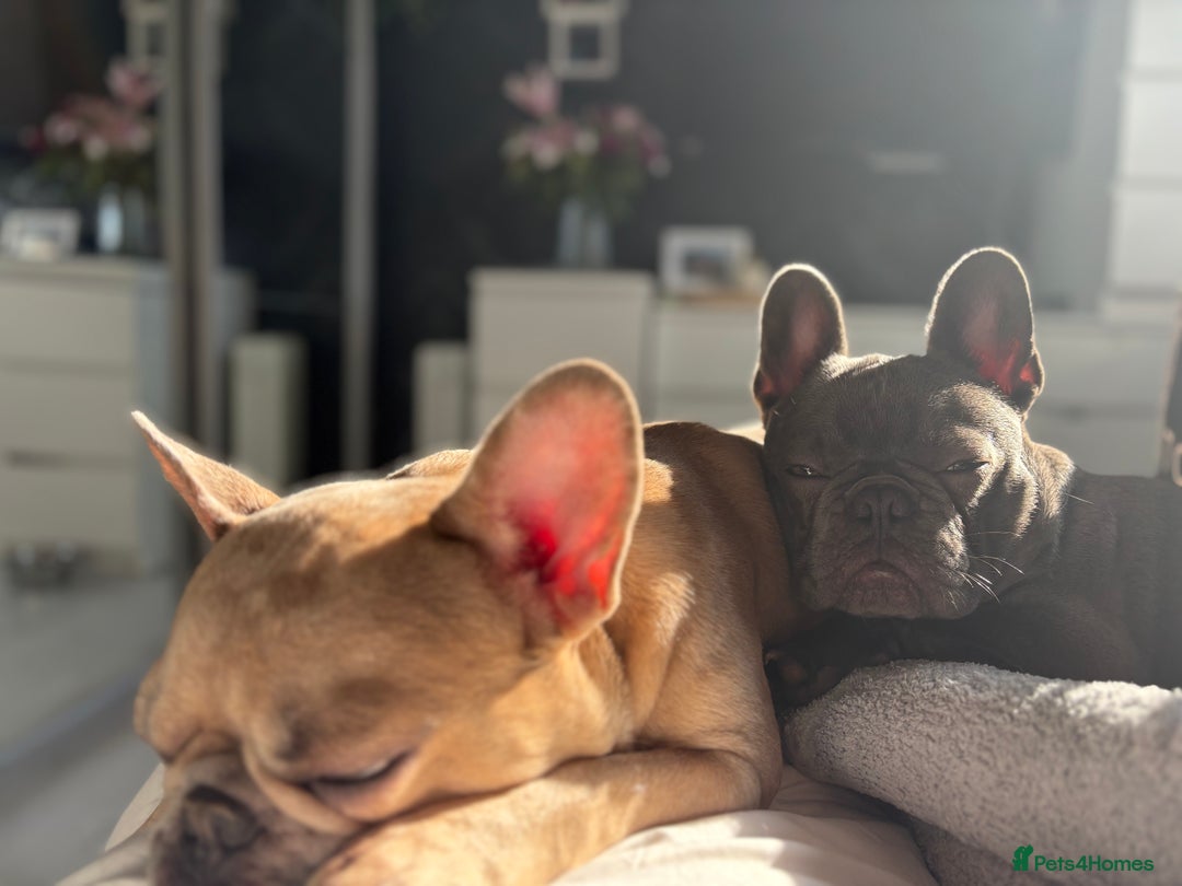 French Bulldog dogs for sale: French bulldog pedigree litter - Image 32