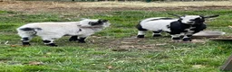 Goats livestock for sale: Pigmy goats  - Advert 4