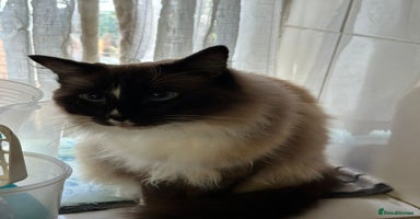 Ragdoll cats - Advert 13