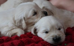 Golden Retriever dogs for sale: Extensively Health tested parents.Snowwhite Chunks - Image 10