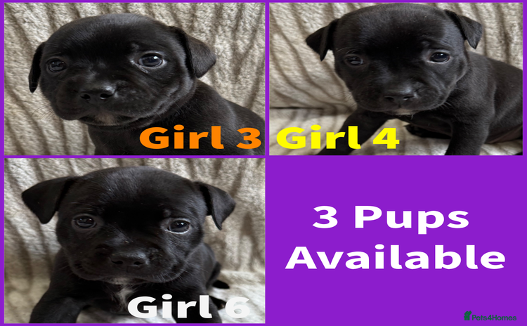 Staffordshire Bull Terrier dogs - Advert 15