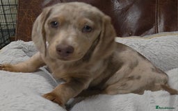 Dachshund dogs for sale: Dachshund puppies  - Image 21