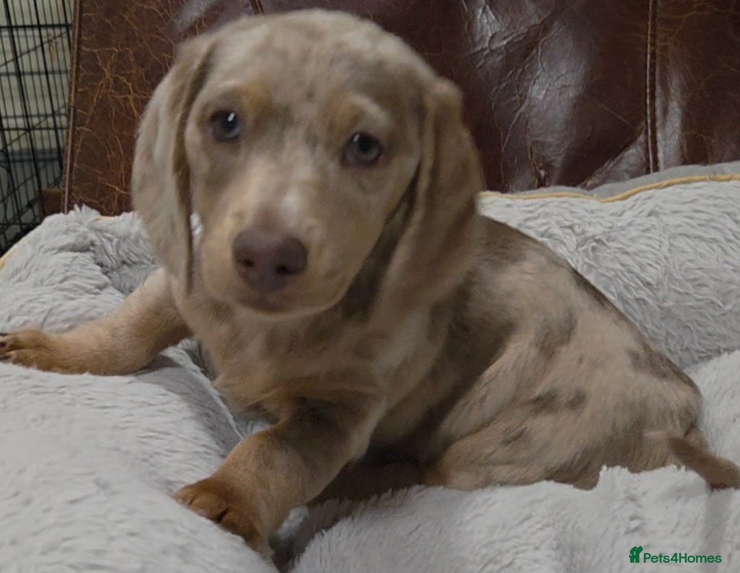 Dachshund dogs for sale: Dachshund puppies  - Image 21