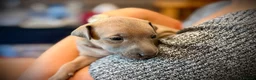 Italian Greyhound dogs for sale: KC Registered Italian Greyhound Girl Puppies - Advert 15