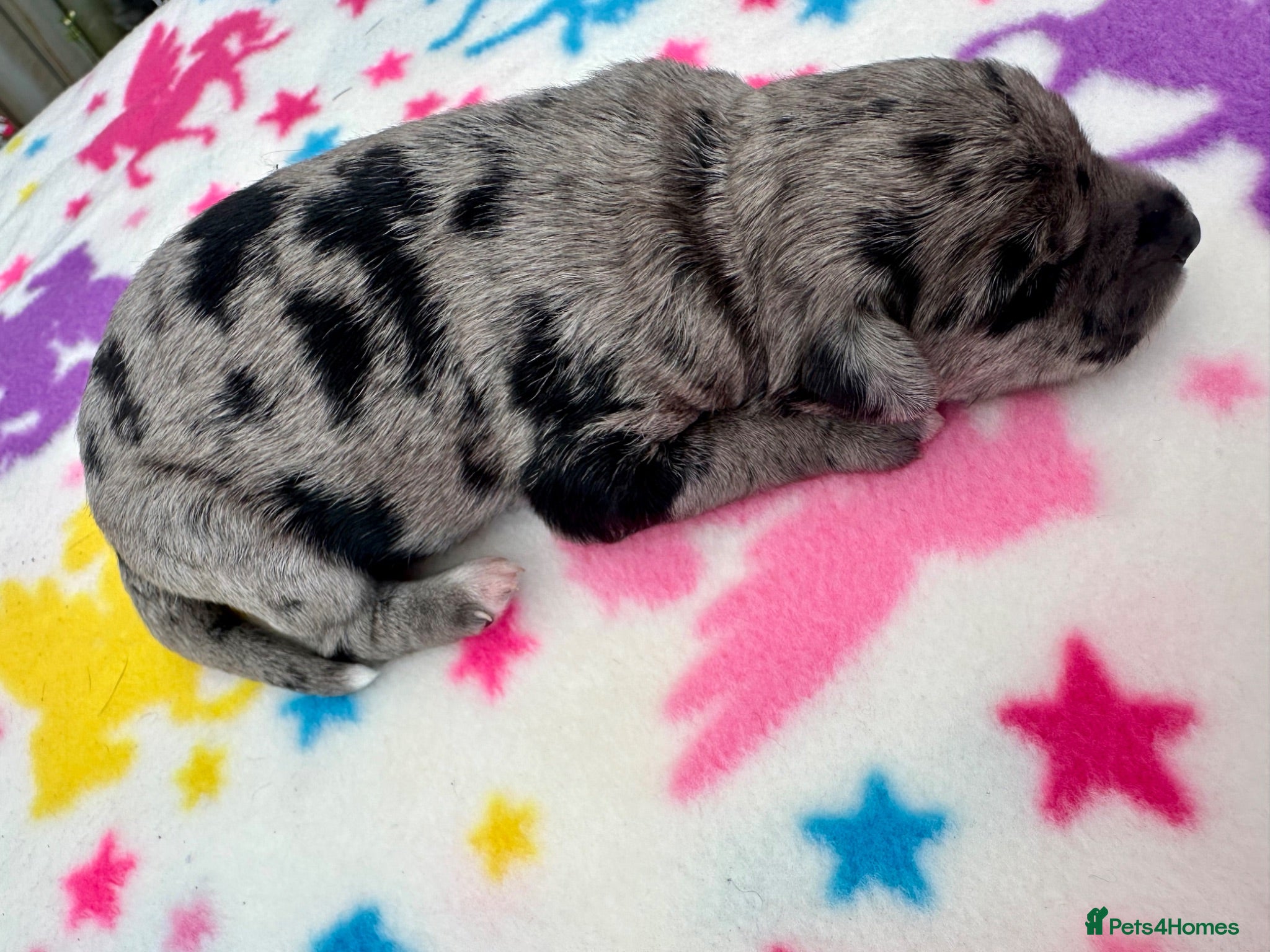 Schnoodle dogs F1B Stunning Merle Schnoodle  - Advert 1