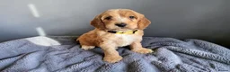 Cockapoo dogs for sale: Beautiful DNA clear F1 cockapoos pups - Advert 5