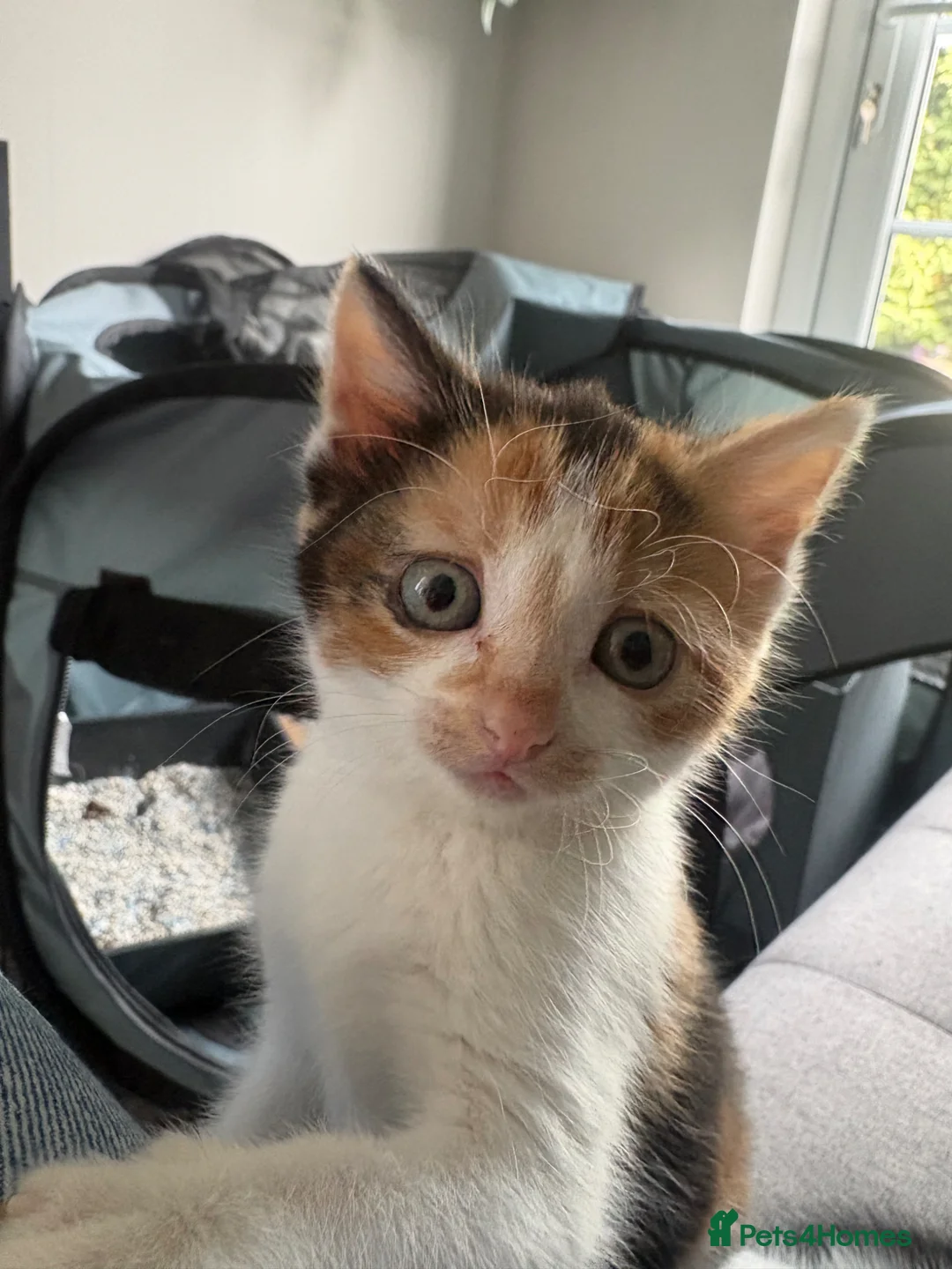 Mixed Breed cats for sale: Adorable kittens  - Advert 4